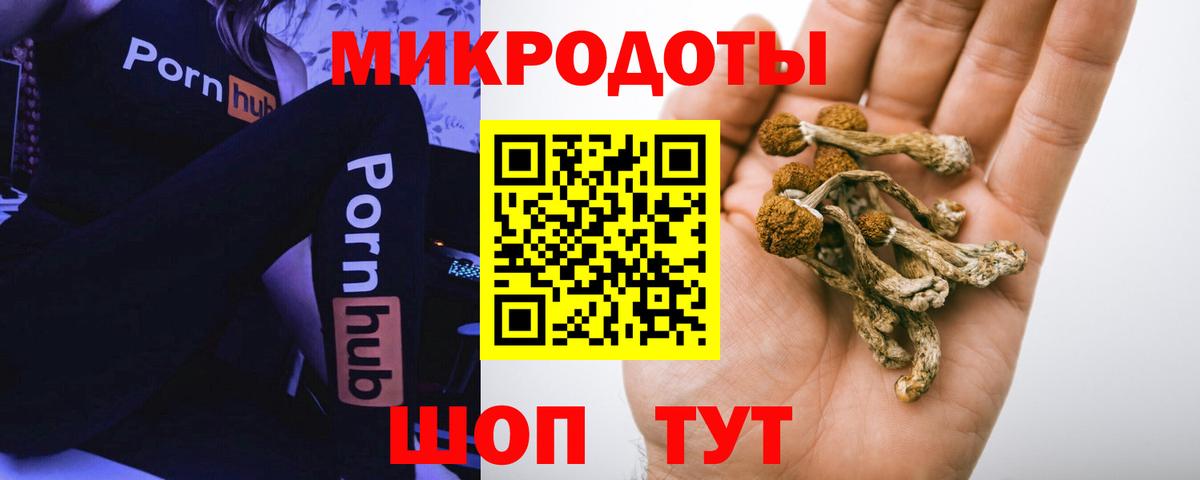 Псилоцибиновые грибы Psilocybine cubensis Ставрополь